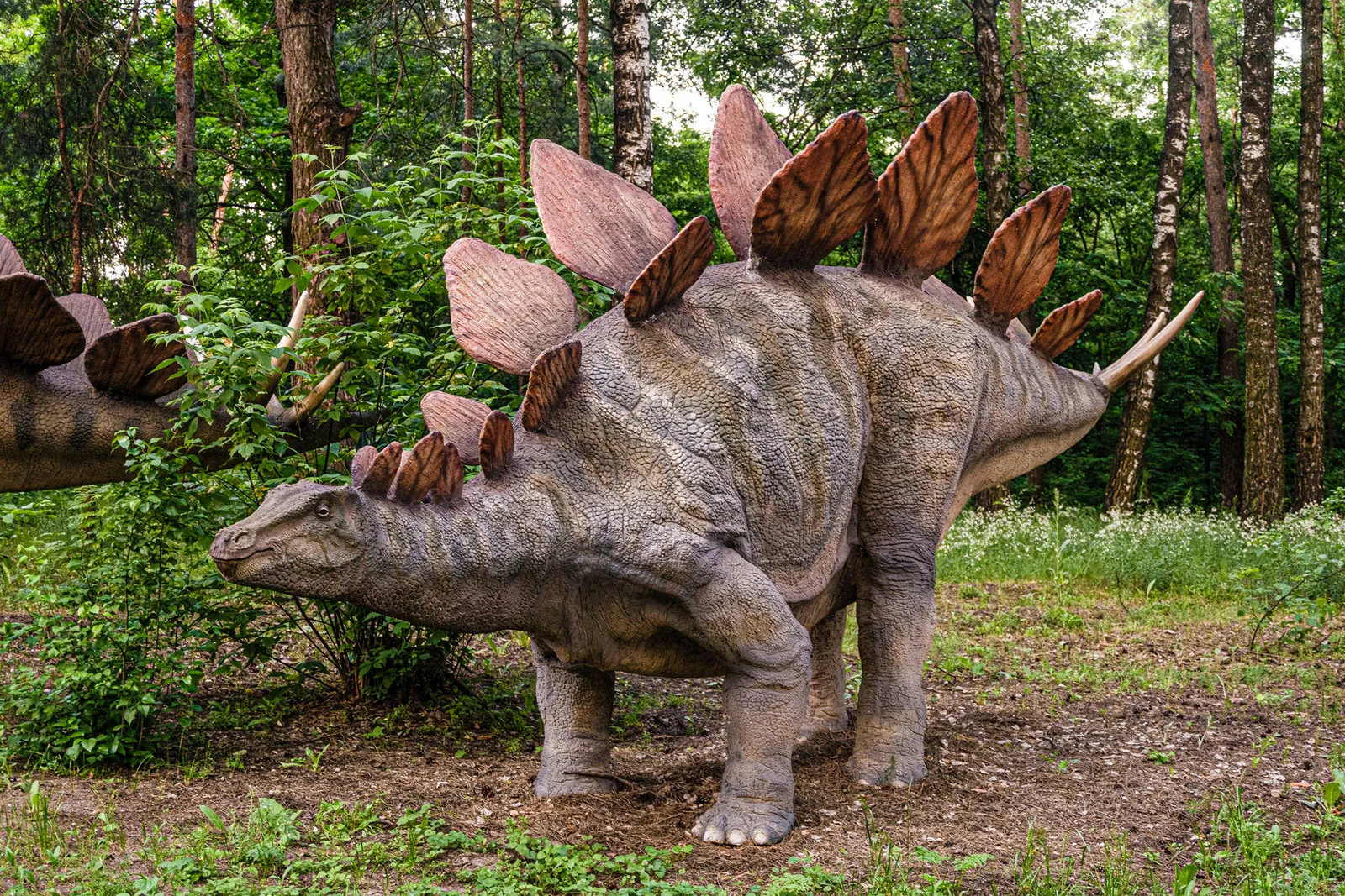 A Stegosaurus with large plates