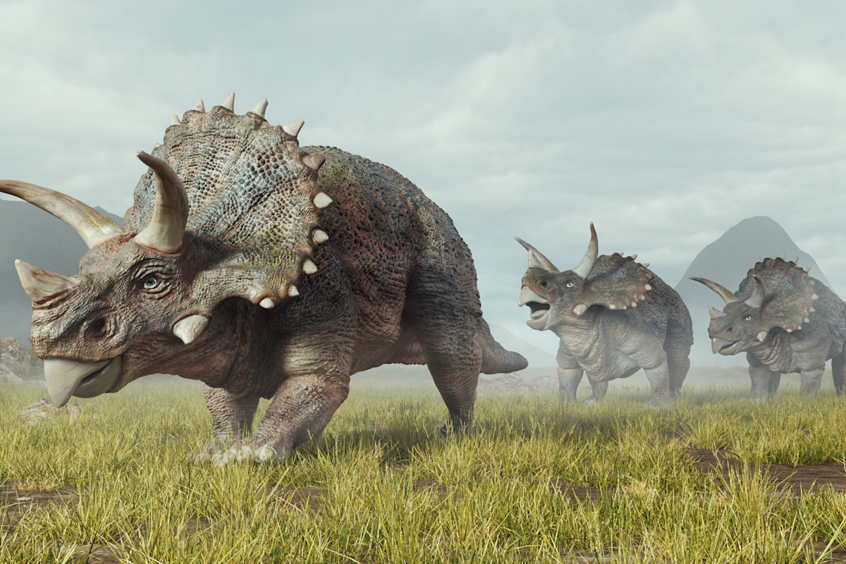 A Triceratops with three horns