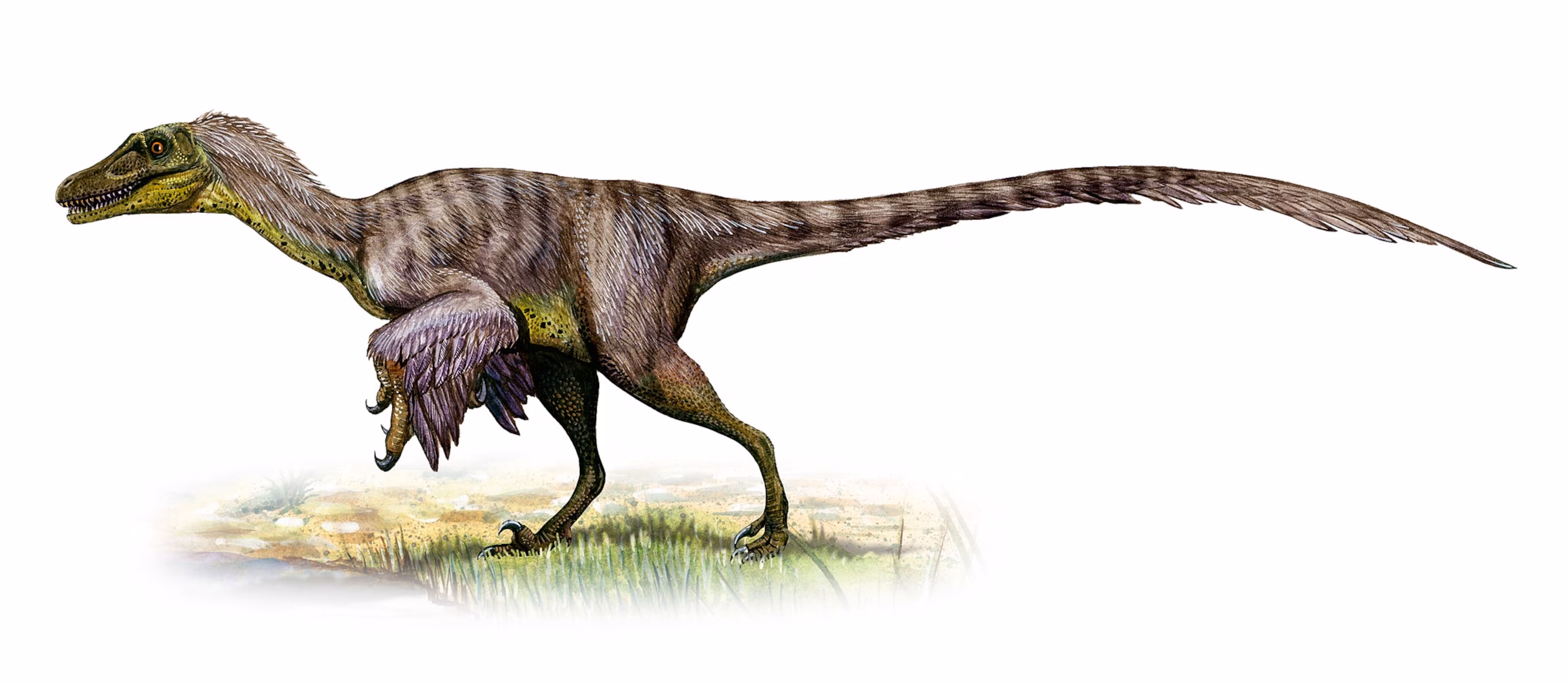 A fast-looking Velociraptor