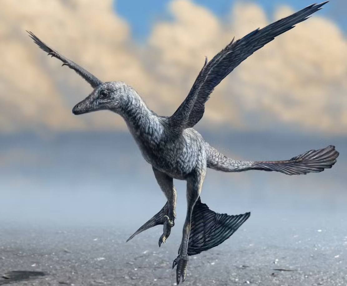 A Microraptor with feathered wings and tail